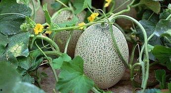 香港明星吃哈密瓜视频,哈密瓜美食之旅