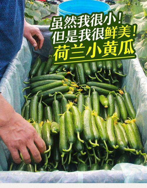 吃小绿瓜整个的视频,一场视觉与味蕾的双重盛宴