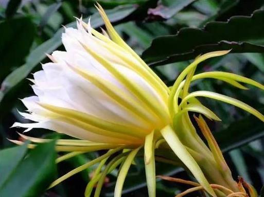 吃瓜霸王花二十三集视频,揭秘剧情高潮与人物命运转折