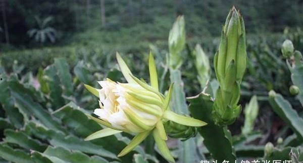 吃瓜霸王花二十三集视频,揭秘剧情高潮与人物命运转折