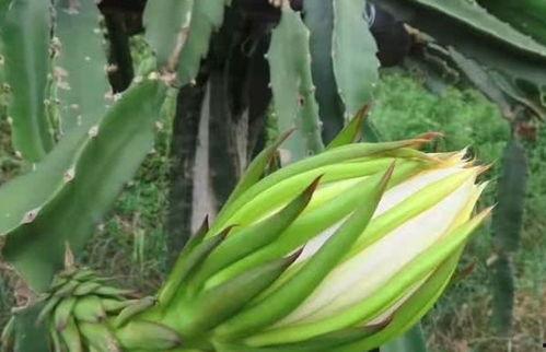 吃瓜霸王花二十三集视频,揭秘剧情高潮与人物命运转折