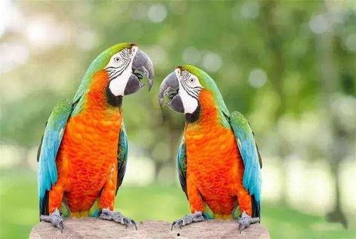 鹦鹉可以吃小梨瓜吗视频,揭秘小梨瓜的鹦鹉友好度