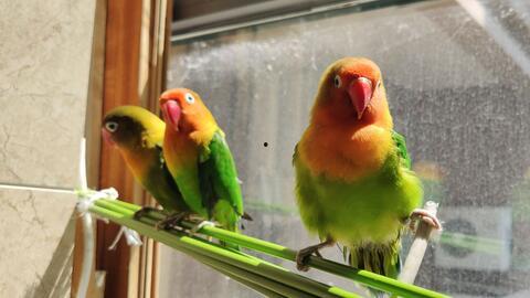 鹦鹉可以吃小梨瓜吗视频,揭秘小梨瓜的鹦鹉友好度