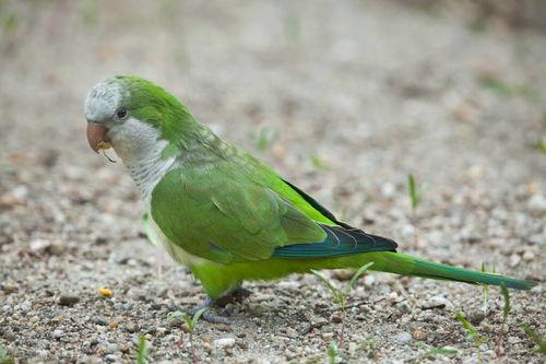 鹦鹉可以吃小梨瓜吗视频,揭秘小梨瓜的鹦鹉友好度