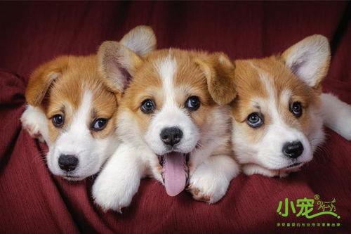 柯基可以吃蒲瓜嘛视频讲解,蒲瓜的适宜性解析