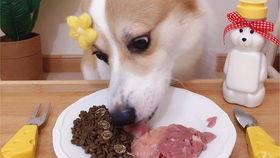 柯基可以吃蒲瓜嘛视频讲解,蒲瓜的适宜性解析