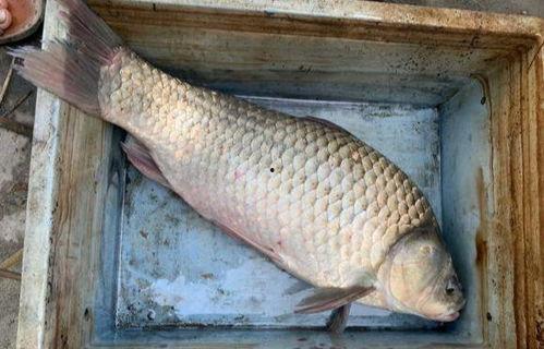 六大瓜吃鲫鱼视频播放在线观看,在线观看鲫鱼美食视频盛宴