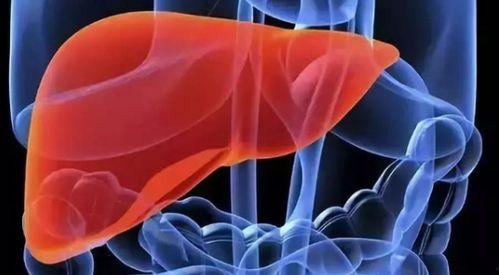 长期吃瓜损害肝脏吗视频,长期吃瓜对肝脏的影响揭秘