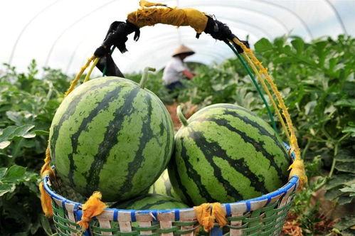 西瓜视频新颖吃瓜,解锁新颖“吃瓜”姿势，带你领略潮流娱乐新风尚